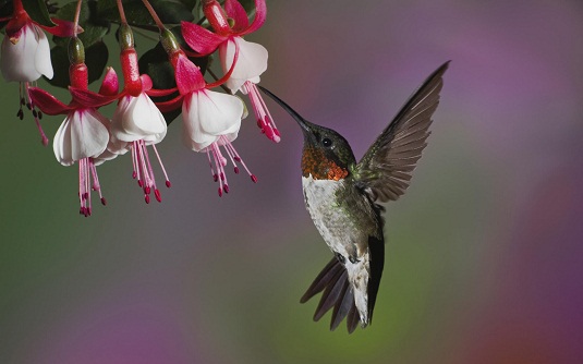 Hummingbird Burung Kolibri