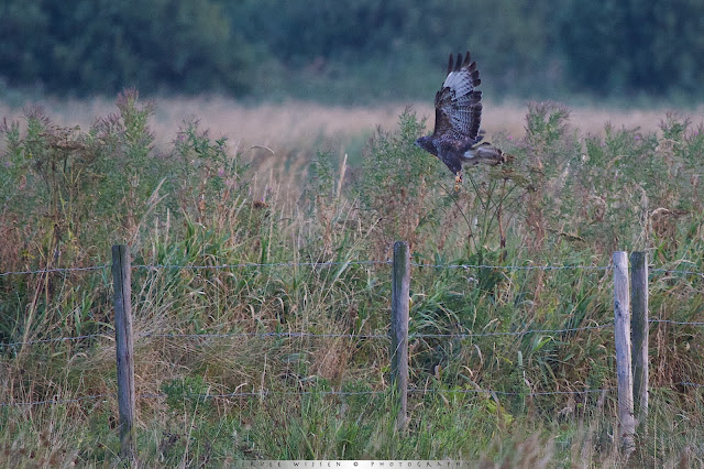 Buizerd - Buzzard - Buteo buteo