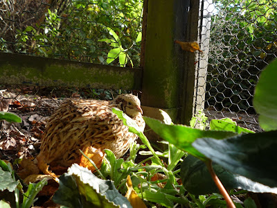 Four-year old organic golden quail