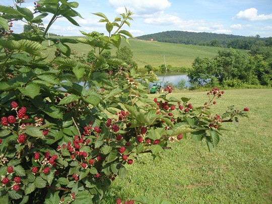 DSC00878