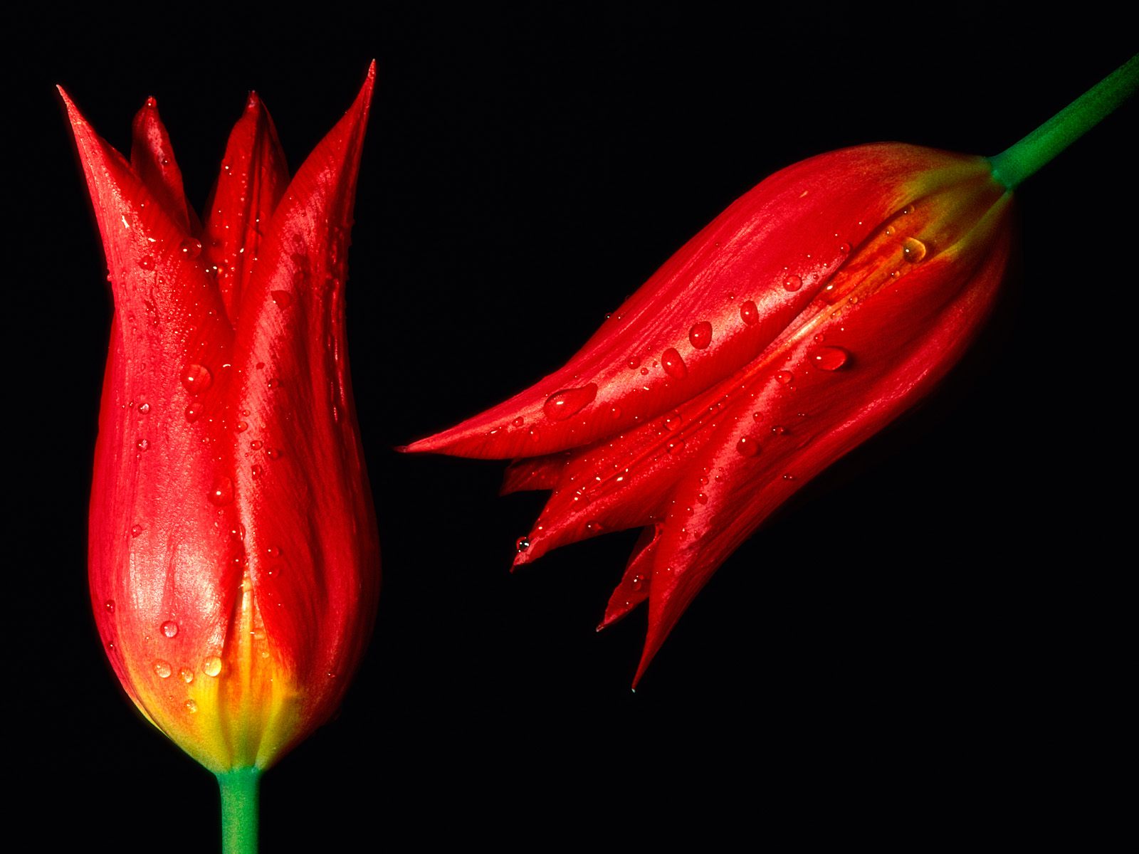 Red Flower Black Backgrounds - Wallpaper Cave