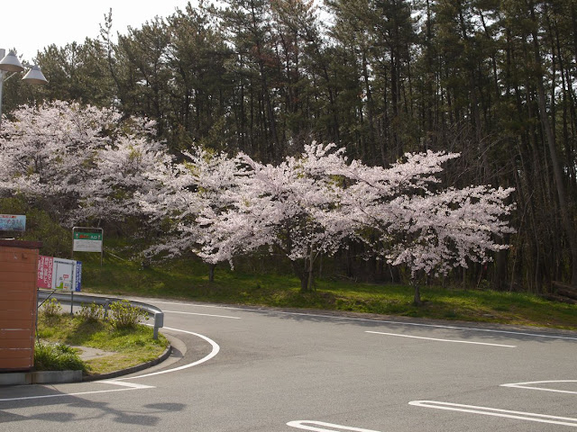 道の駅鳥海 桜の画像