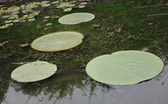 Giant Water lily Flowers Pictures