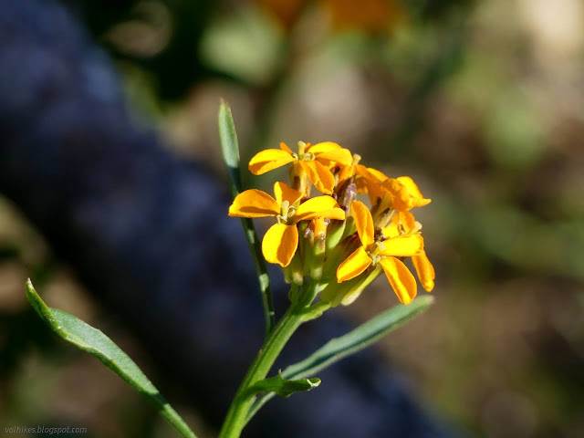 01: orange flowers