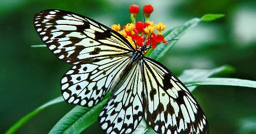 Mengenal Hewan  dan Tumbuhan Nama  Ilmiah  Kupu kupu