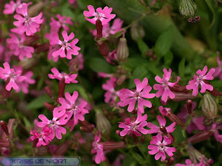 Silène pendant - Silène à fleurs penchées - Silene pendula