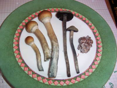 from Magic+mushrooms+drug+