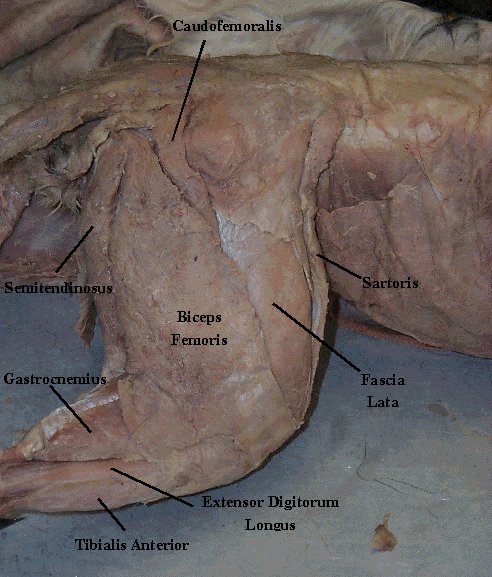 Cat Dissection Study Tools: Muscular System