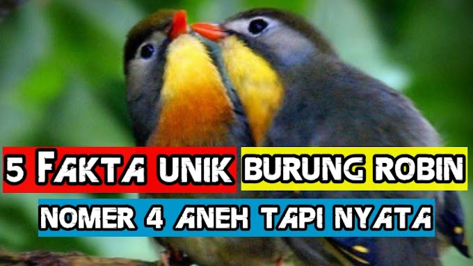 5 Fakta Unik Dan Menarik Tentang Burung Robin