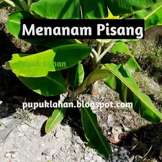 Menanam Pisang Biar Cepat Tumbuh dan Berbuah Ternyata Begini