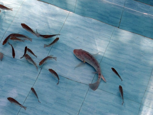 Gambar Ikan Lumba Lumba Moncong Panjang