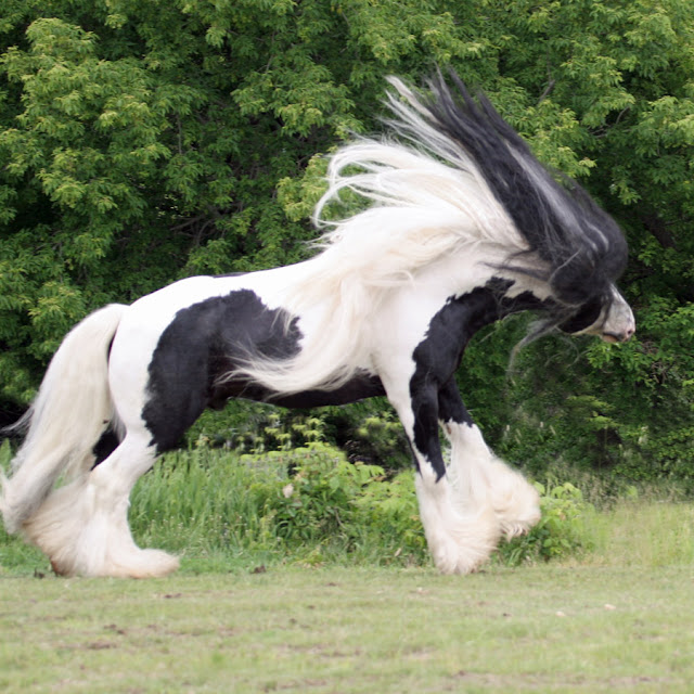 gypsy  vanner horses britis رحلة إلى عالم الخيول مُنذ ولادتها ’’ بالصور ‘‘