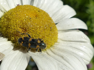 Cléride de Nutall - Trichodes nuttalli - Trichodes nutalli