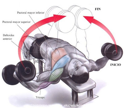 Decline  Chest Flys