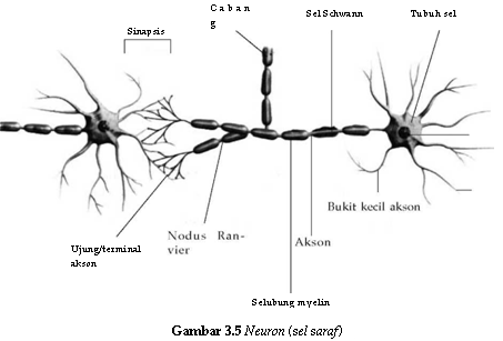 Kajian Teori Makalah