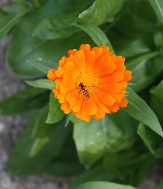 marigolds