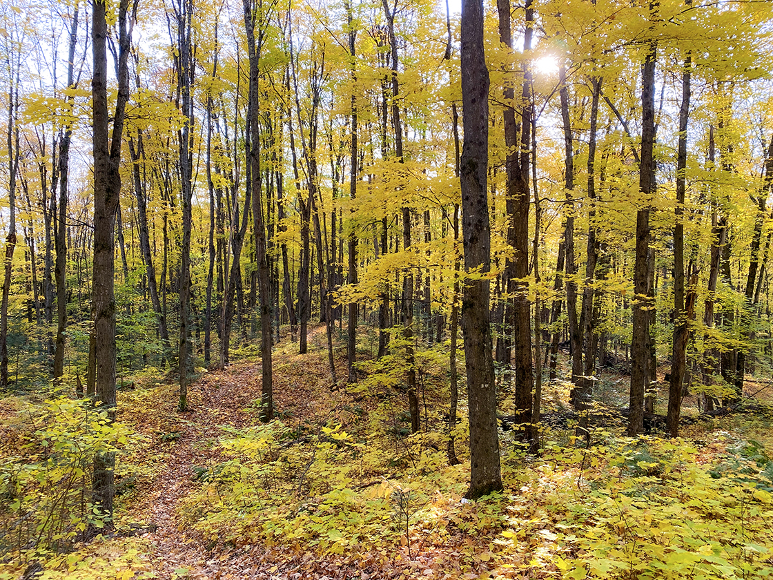 After connecting to the Hidden Lakes main line trail the forest turns to hardwood and climbs hills