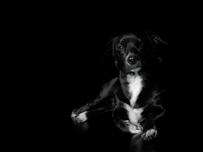 Black Dog Wallpaper Free