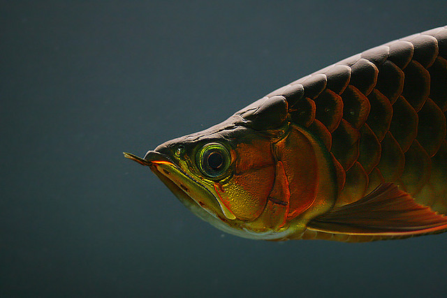 Arowana Care - How to Choose the Best Arowana