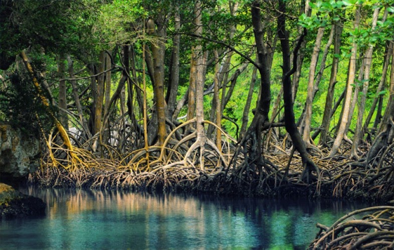 20 Caption  Hutan  Mangrove dan Quotes yang Bermakna Kisah Web