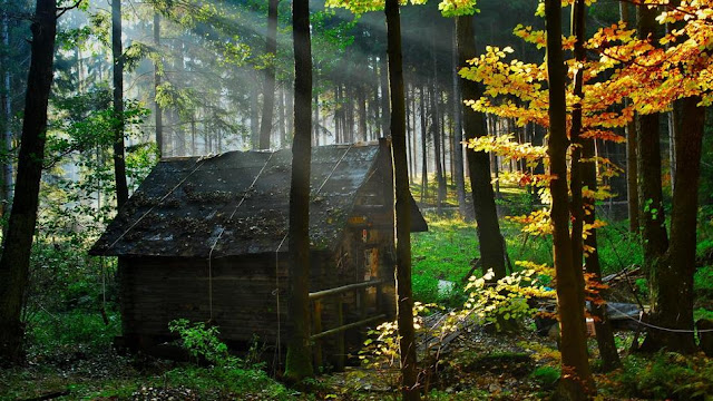 Top 10 World's Most Beautiful Forest Houses