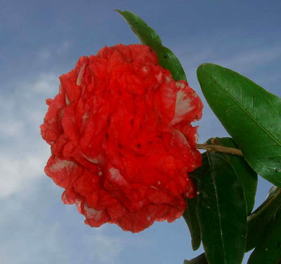 pomegranate flower picture