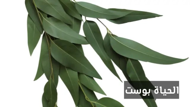 فوائد زيت الأوكالبتوس للشعر