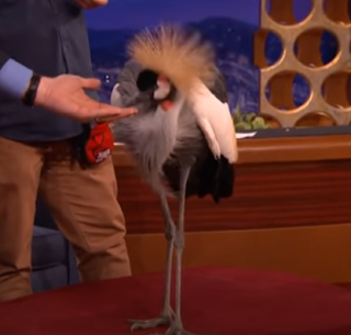 Gray Crowned Crane eating
