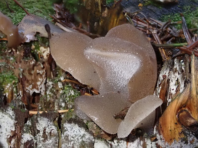 grzyby 2019, grzyby w październiku, grzyby w okolicach Bochni, podgrzybki, borowiki, czubajki, gąsówki, żółciak siarkowy, czernidłaki, grzybówki, soplówka bukowa, muchomor cytrynowy