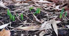 first signs of snowdrops - www.growourown.blogspot.com