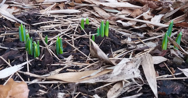 first signs of snowdrops - www.growourown.blogspot.com