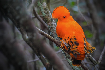 Guianan Cock-of-the-rock