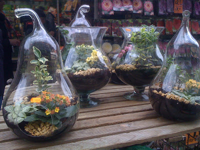 Amsterdam Flower Market, flowers, plants, succulents, cacti, garden, gardening, terrarium