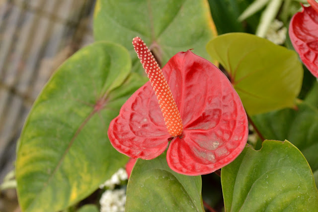 Flower at Phipps Conservatory in Pittsburgh