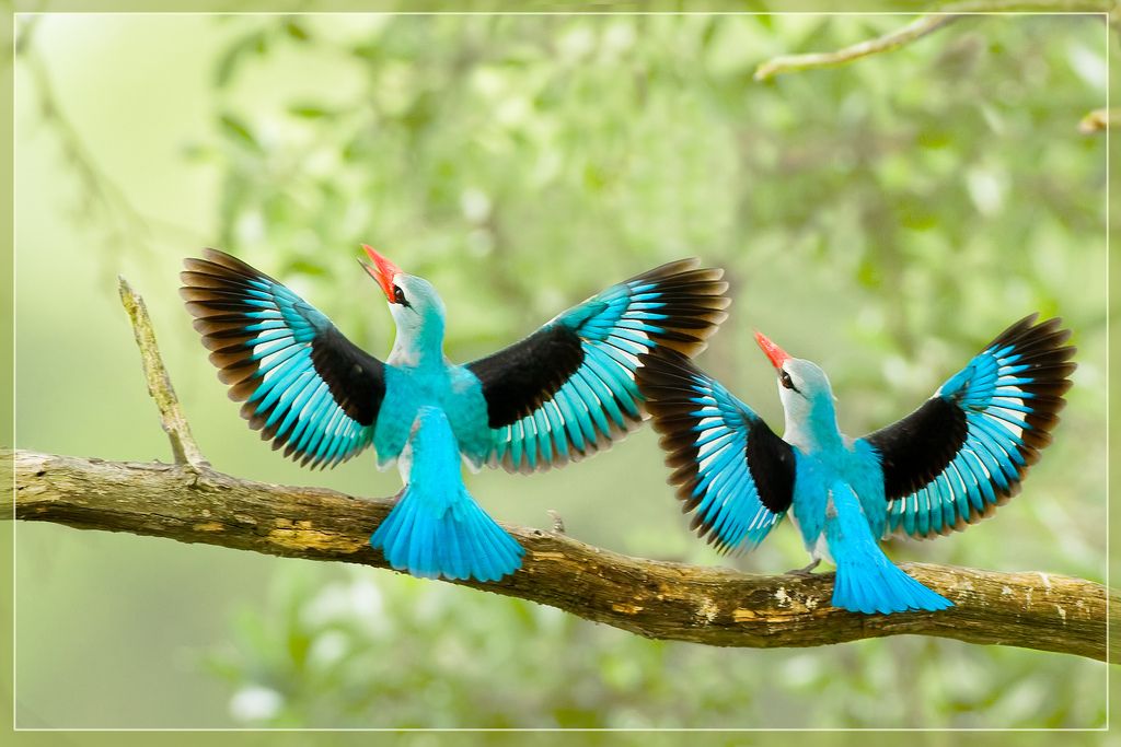 Beautiful Birds Wallpapers, Birds Pictures, Cute Birds Wallpapers