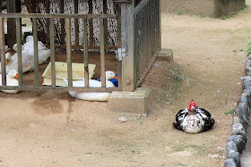 和歌山城 お城の動物園