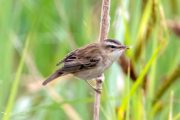 Sedge warbler