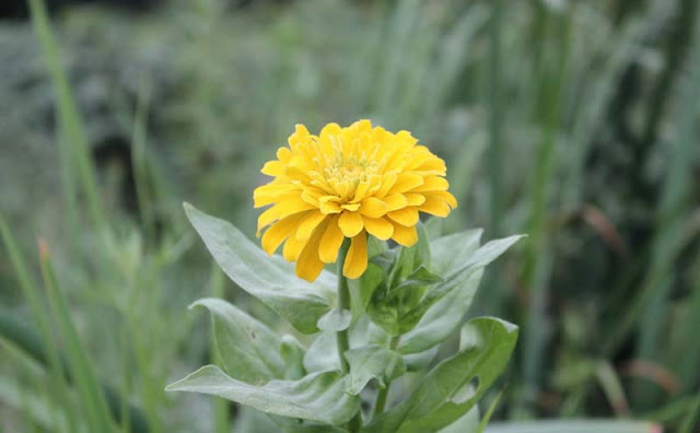 Zinnia Flowers