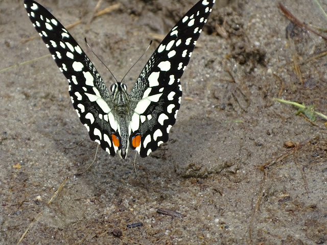 Butterfly (Citrus Swallowtail)