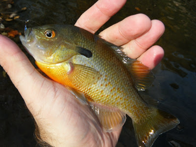 Pennsylvania Sunfish caught on blue streamer fly