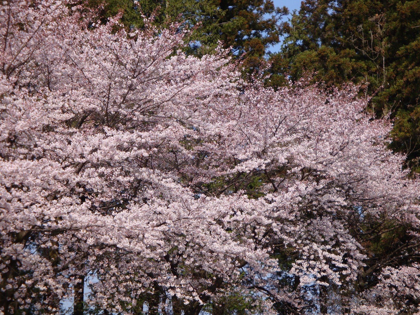 遠い満開の桜並木