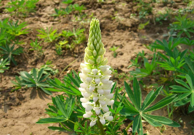 Lupine Flowers Pictures