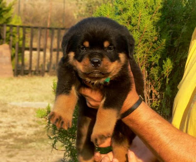 german rottweiler puppies