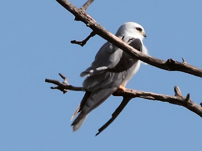 White-tailed Kite