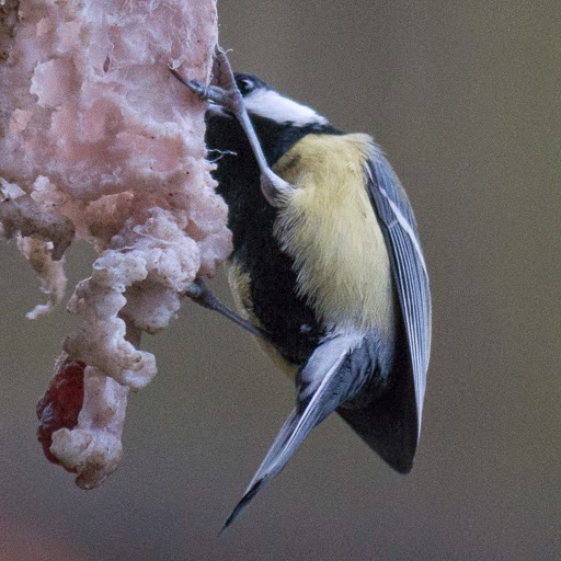 Parus major