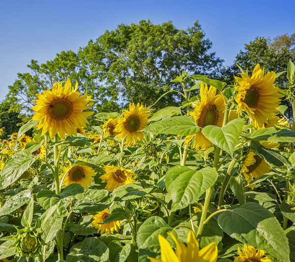 sunflower, sunflower farming, sunflower business, commercial sunflower farming, sunflower farming for beginners, sunflower farming profits, sunflower cultivation