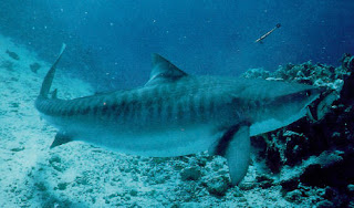 Tiger Shark