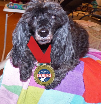 Skruffy and her Award of Excellence (photoshopped into picture)