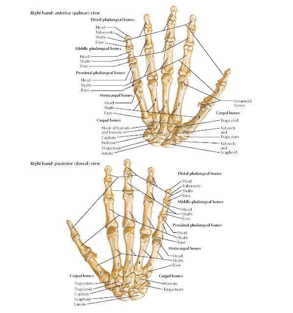 Bones of Wrist and Hand Anatomy