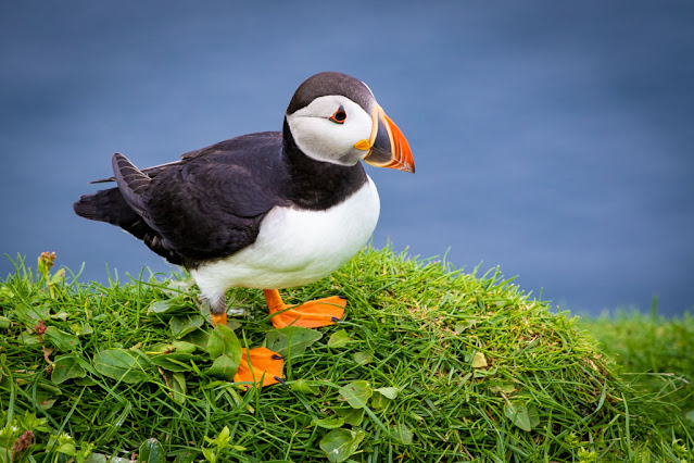 Isola di Mykines-Puffin-Pulcinella di mare